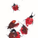 ladybirds KO146