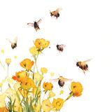 buttercups and bumblebees KO145