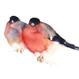 Two Bullfinches KO124
