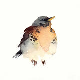 Fieldfare KO132