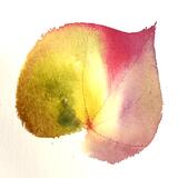 From Rosie, a beautiful autumn leaf