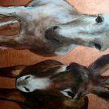 donkeys