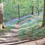 Bluebell Wood    