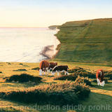 Cliffs and Cows