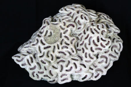 community living (2012)