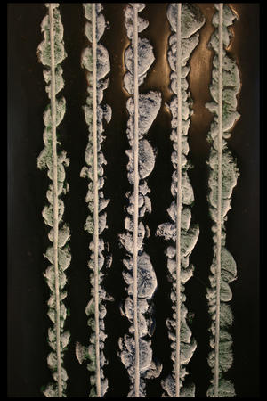 line noise II (2013)