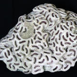 community living (2012)