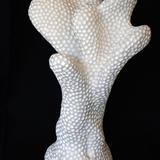 coral form I (2011)