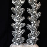 coral form II (2011)