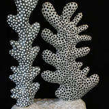 coral form III (2011)