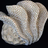coral form IV (2011)