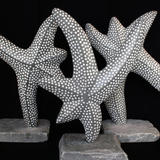 starfish dance group (2011)