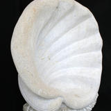 shellform (2012)