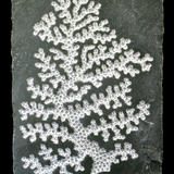 coral form (2012)