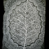 leaf (2012)
