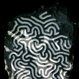 turing pattern I (2012)