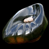 forbidden fruit I (2005)