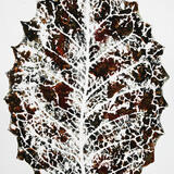 variations on a leaf