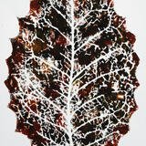 variations on a leaf