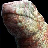 lizard head III (2007)