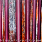 If you go down to the woods today