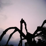 big spider of roppongi