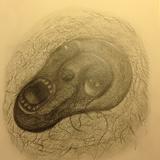 Pebble on Sussex Shore 