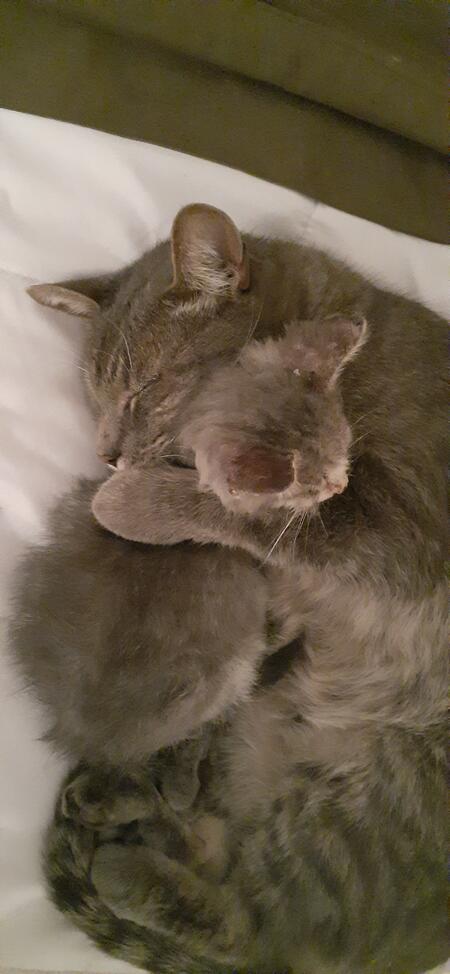 In memory of Panchito 