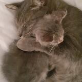 In memory of Panchito 