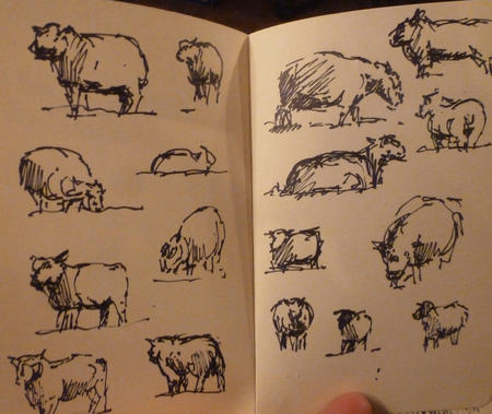 Sheep studies 1