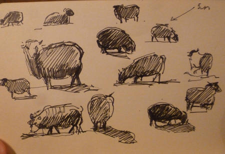 sheep studies 2