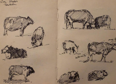 cow studies 1