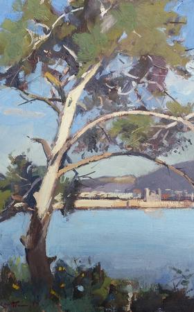 The Umbrella Pine Cap D Antibes