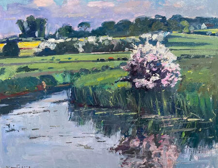 Hawthorn Blossom Harrys Field