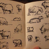 Sheep studies 1