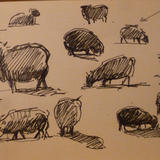sheep studies 2