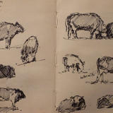 cow studies 1