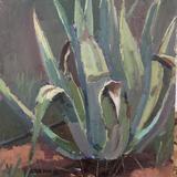 Agave Study, Portugal