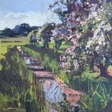 Hawthorn blossom, Harry’s field