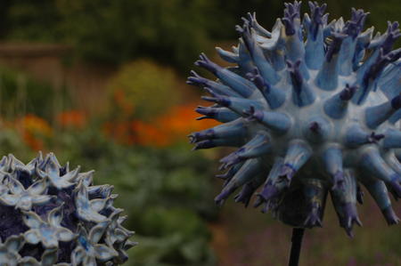 globe thistle detail