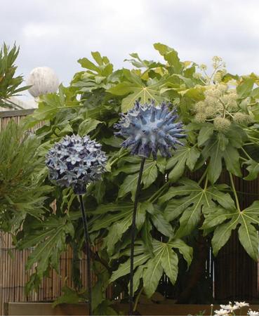 Globe Thistles on a roof terrace
