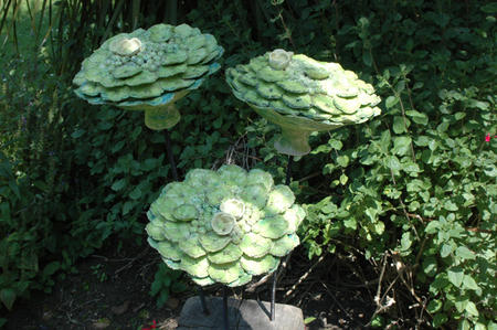lime green hydrangeas