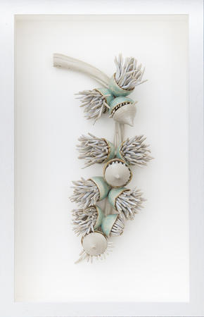 Flowering Eucalyptus Branch