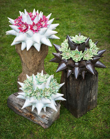 Starburst cacti in various colours