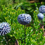 Globe Thistles