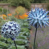 Globe Thistles