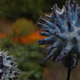 globe thistle detail