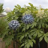 Globe Thistles on a roof terrace