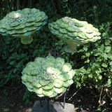 lime green hydrangeas