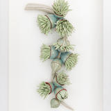 Flowering Eucalyptus Branch, red and blue